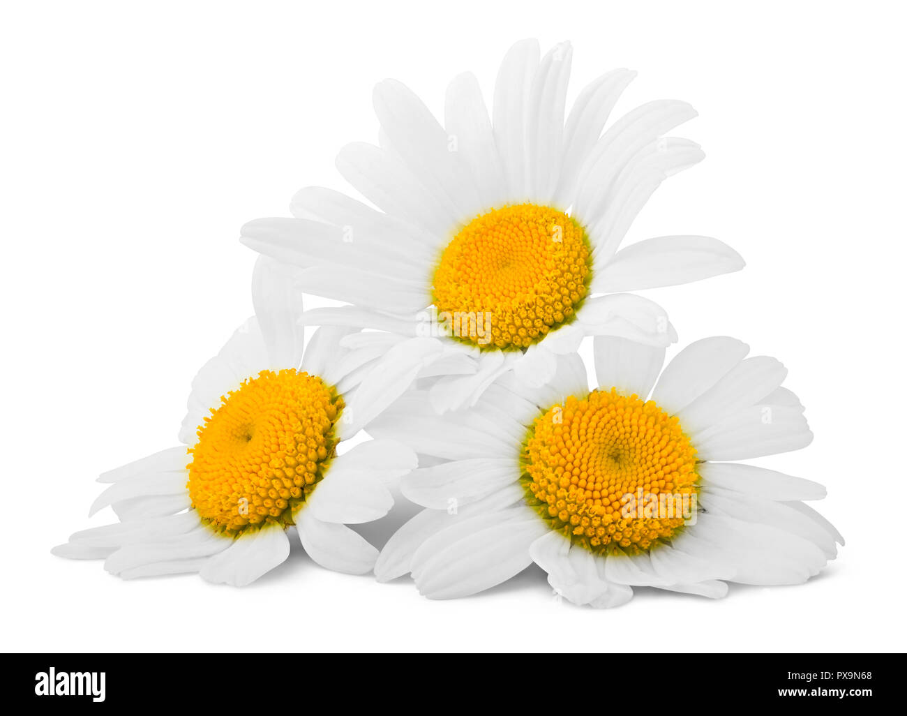 La camomilla isolati su sfondo bianco, percorso di clipping, tutta la profondità di campo Foto Stock