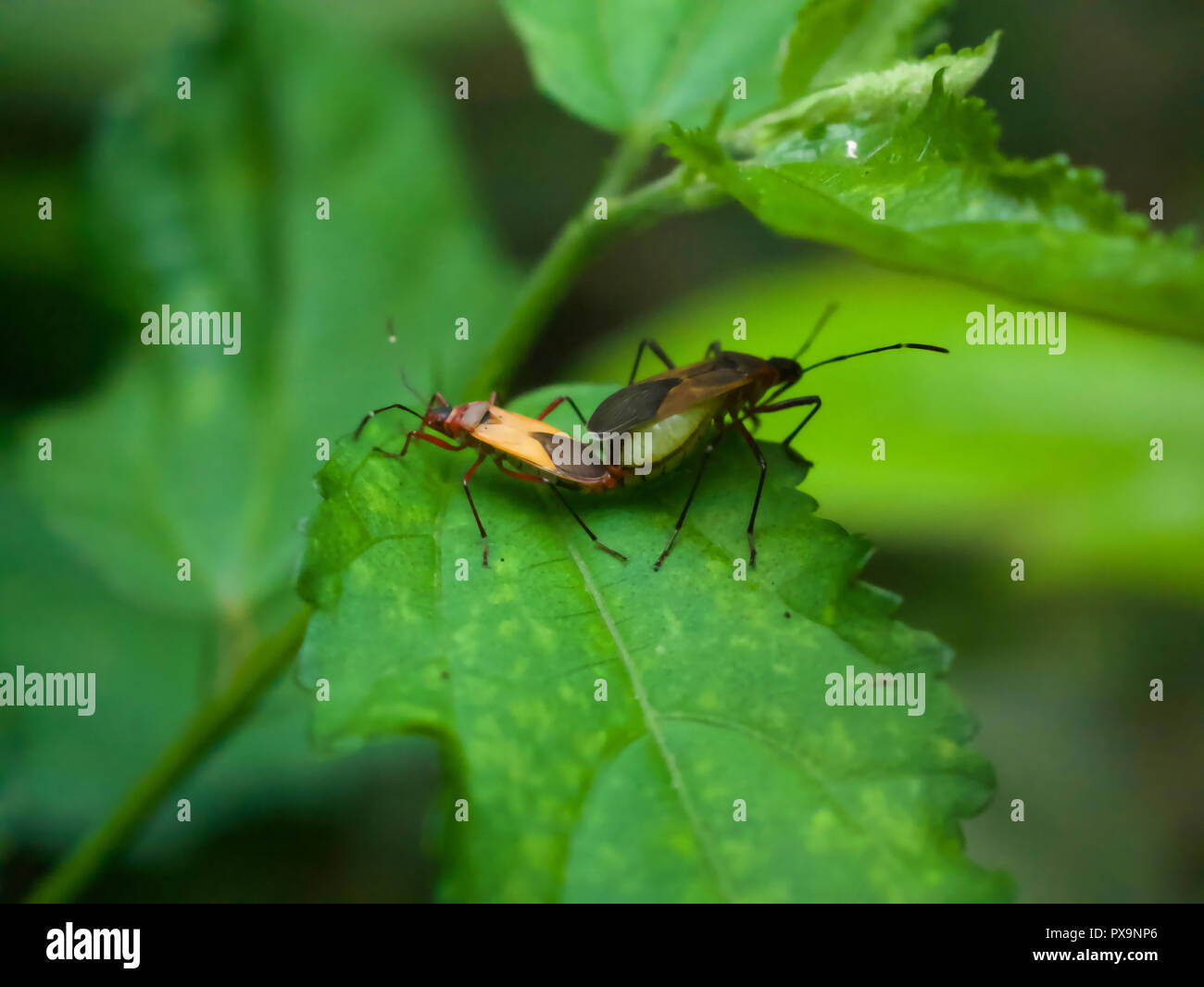 Due di cotone brasiliani '"coloratori" coniugata sulla foglia nella stagione umida in Brasile Foto Stock