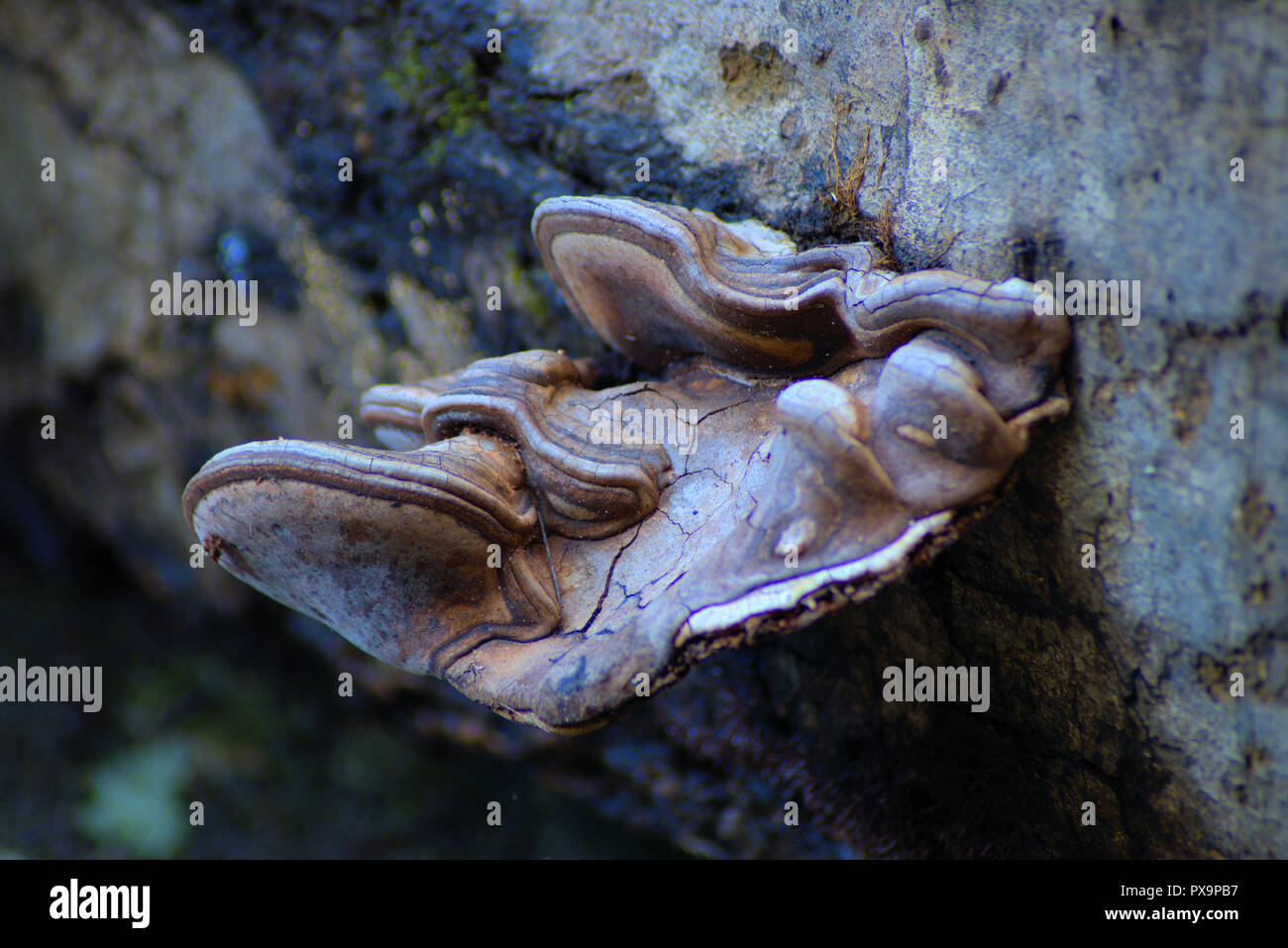 Staffa funghi crescente sul lato di un decadimento nel log il Royal National Park Foto Stock