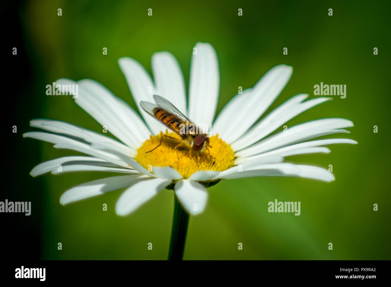 Syrphidae wasp o volare sul fiore fotografia macro Foto Stock