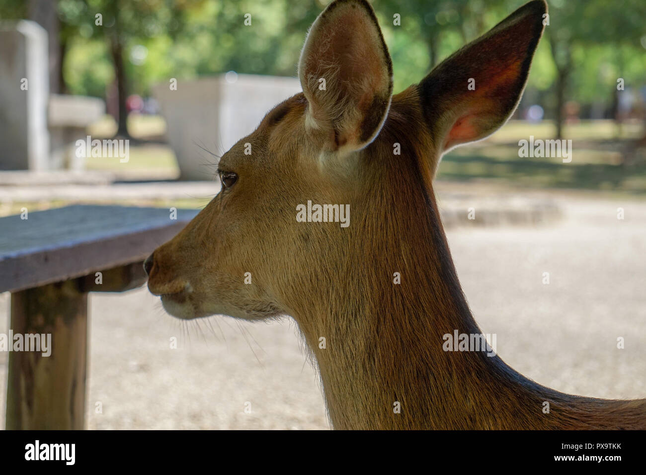 Ritratto di un cervo Foto Stock