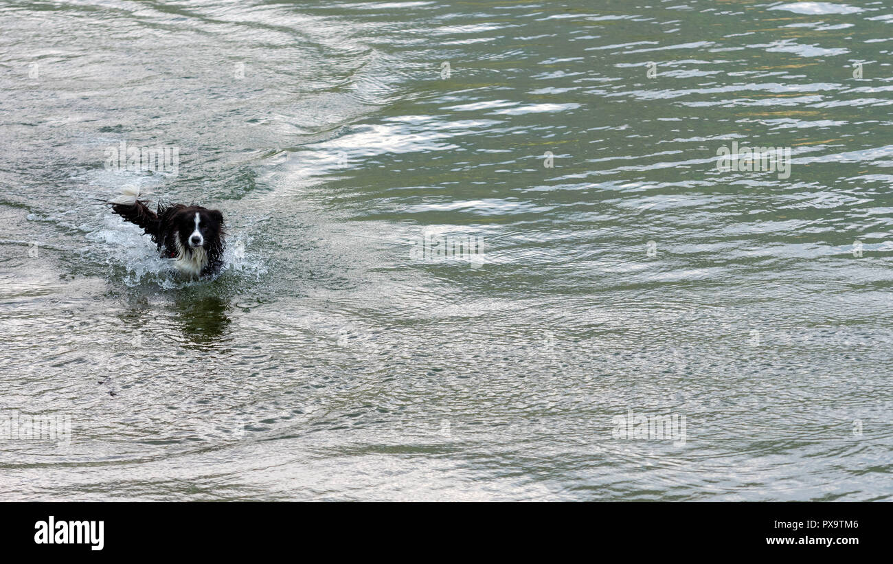 Il pastore australiano cane gioca e galleggia nel lago. Foto Stock