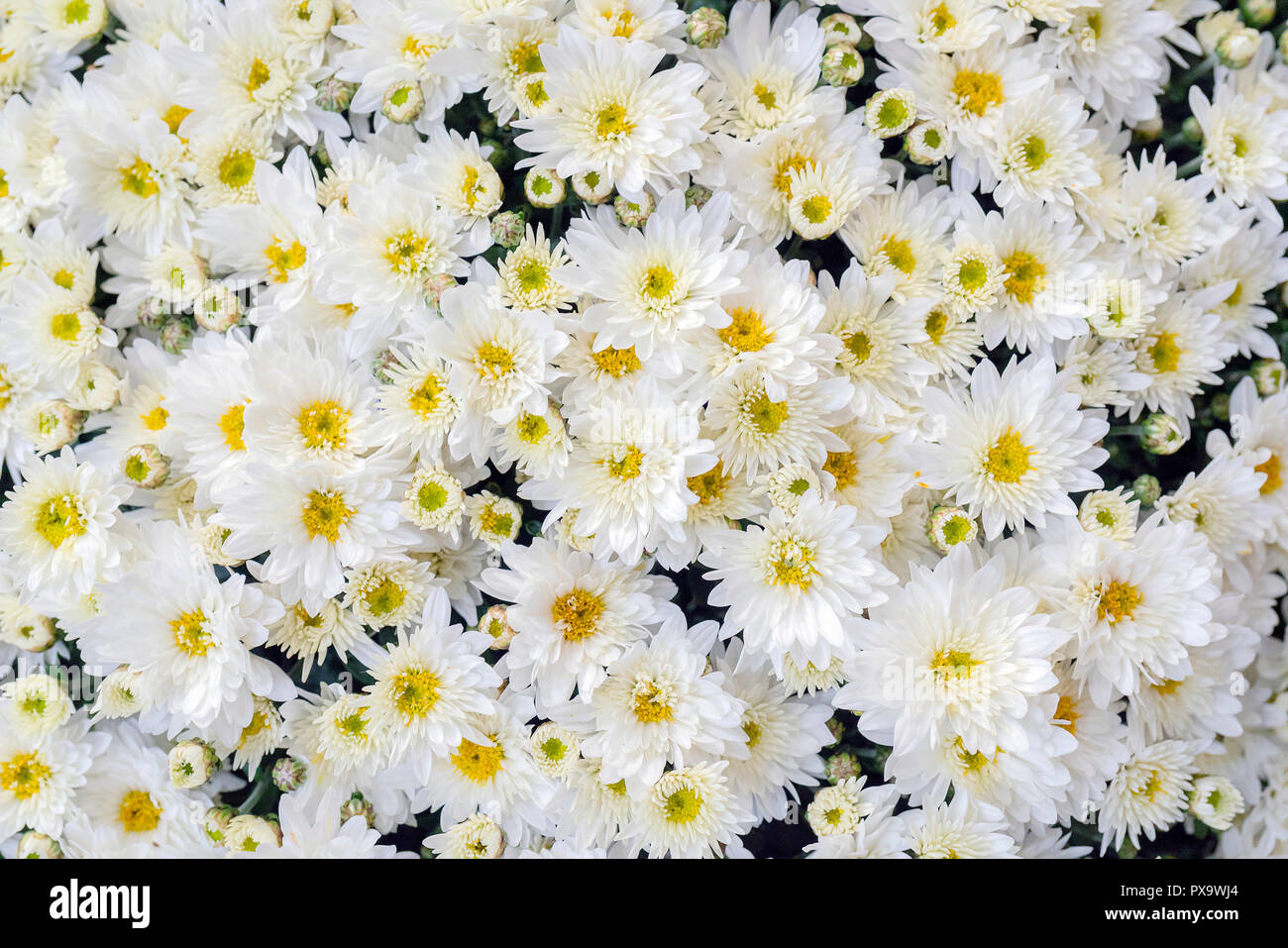 Crisantemi sono piante fiorite del genere crisantemo nella famiglia Asteraceae. Essi sono nativi di Asia e Nord-est Europa. La maggior parte delle specie Foto Stock