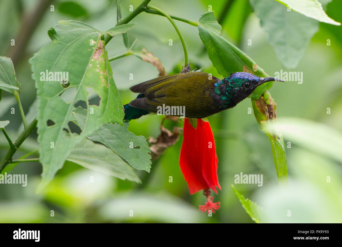 Forcella tailed sun bird in Hong Kong park. Alimentazione su fiori di colore rosso con il verde brillante massa posteriore. Foto Stock