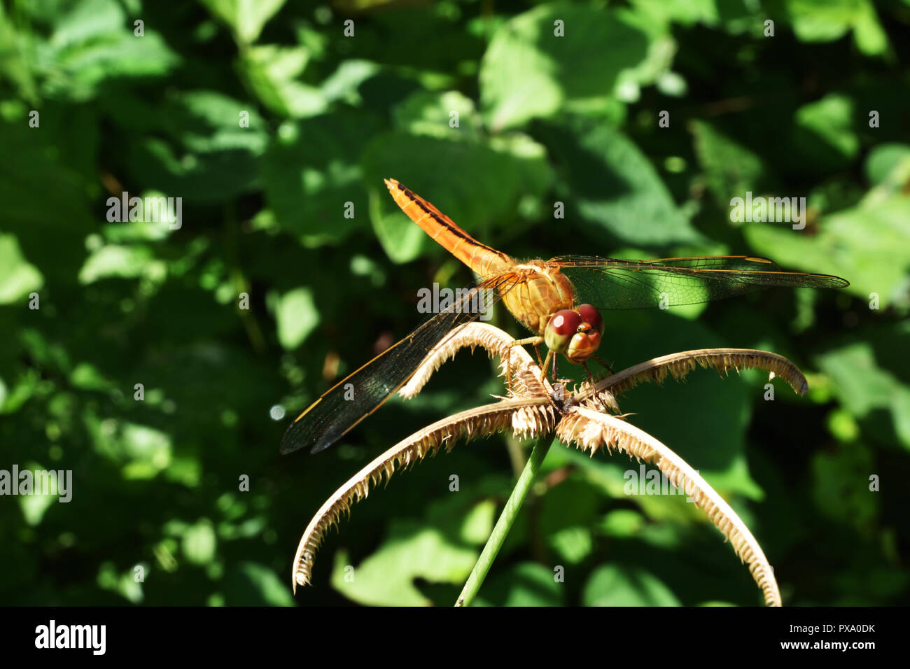 Colore arancione dragonfly con il nero modellato sul suo corpo e grandi occhi rossi in appoggio sul fiore di erba naturale con sfondo verde Foto Stock