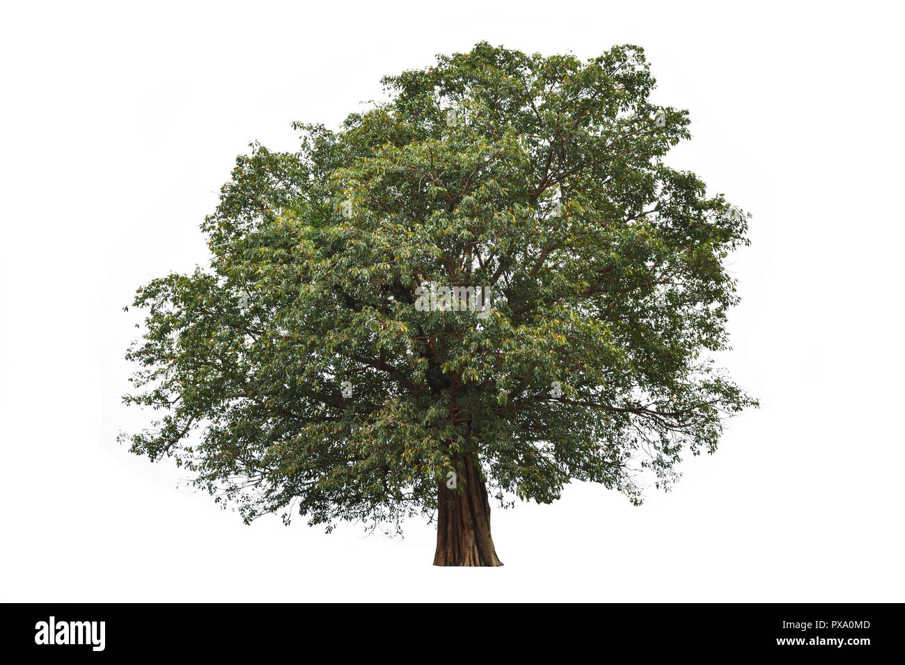 Pianta perenne isolare su sfondo bianco , albero tropicale con tronco marrone e verde bush Foto Stock