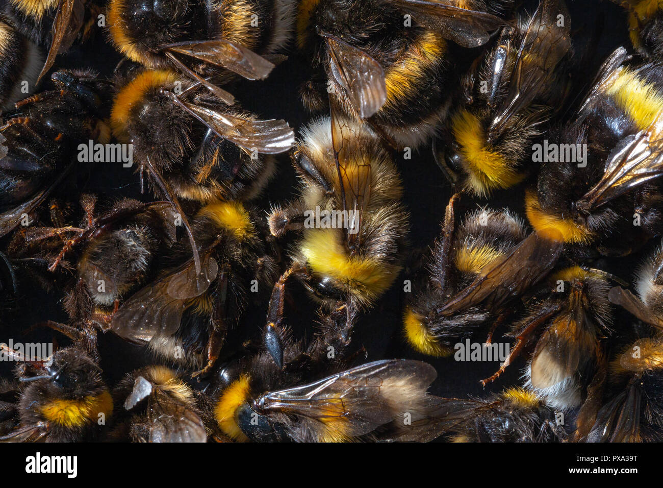 Vista dall'alto di molti morti Bumblebee organismi uccisi da insetticidi, pesticidi o di tigli. Foto Stock