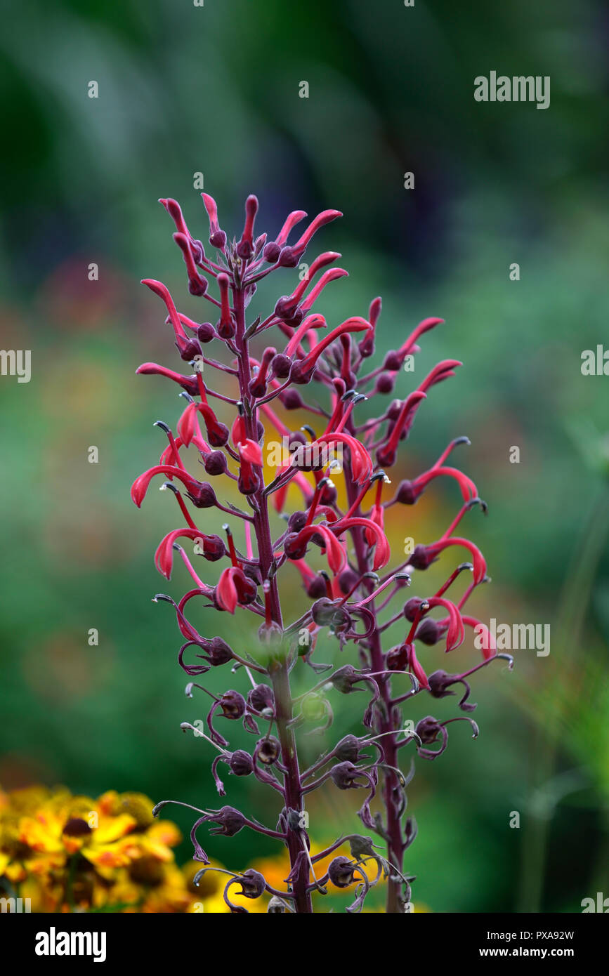 Lobelia tupa,Devil's fiore di tabacco,rosso,fiori,fioritura,spike,guglia,tall,perenne,giardino,giardino,RM Floral Foto Stock