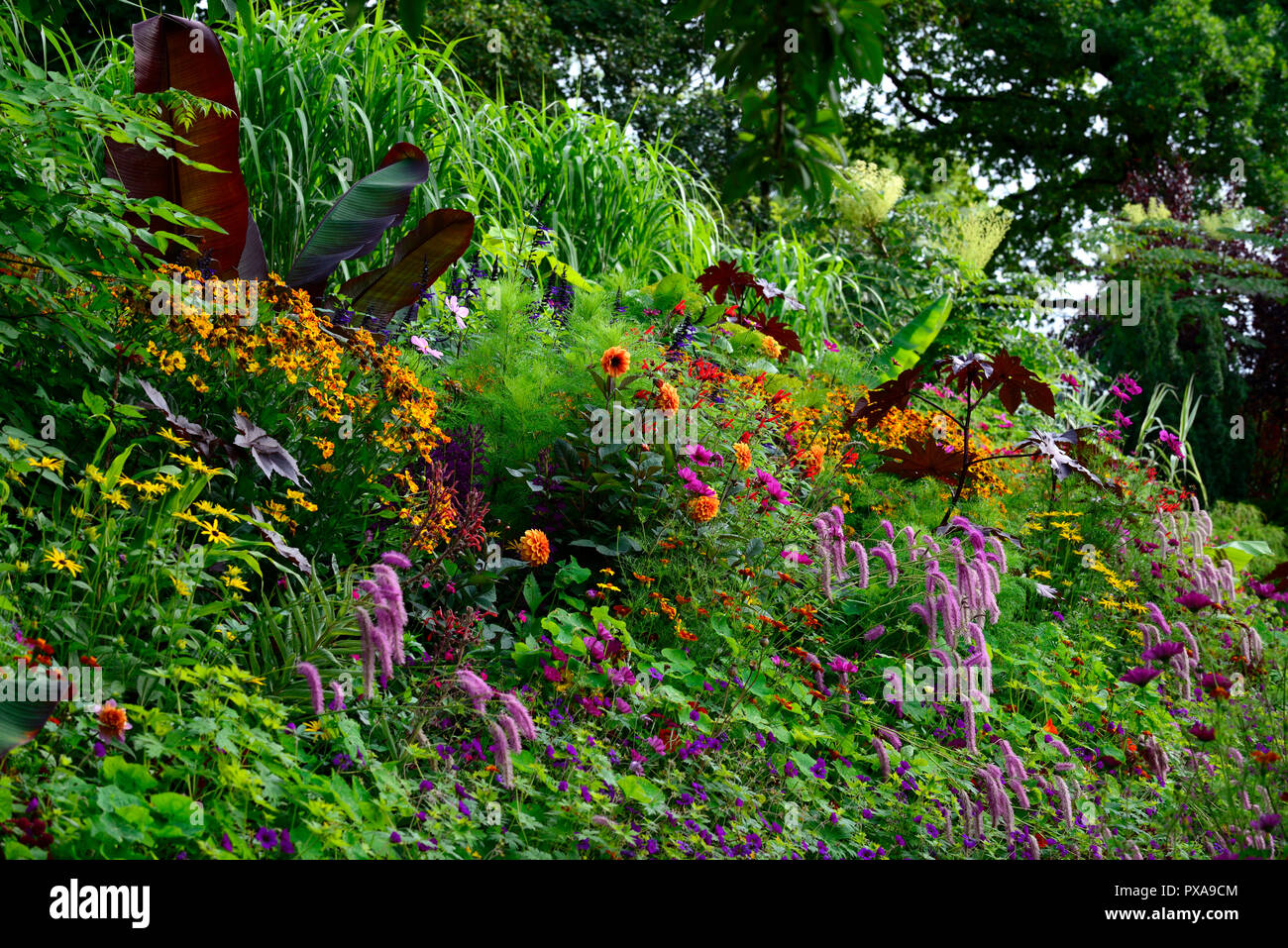 Red abissino di banana,Ensete ventricosum Maurelli,Sanguisorba hakusanensis scoiattolo lilla,ricinus communis,helenium,cosmo,salvia,tagetes patula,mix,m Foto Stock