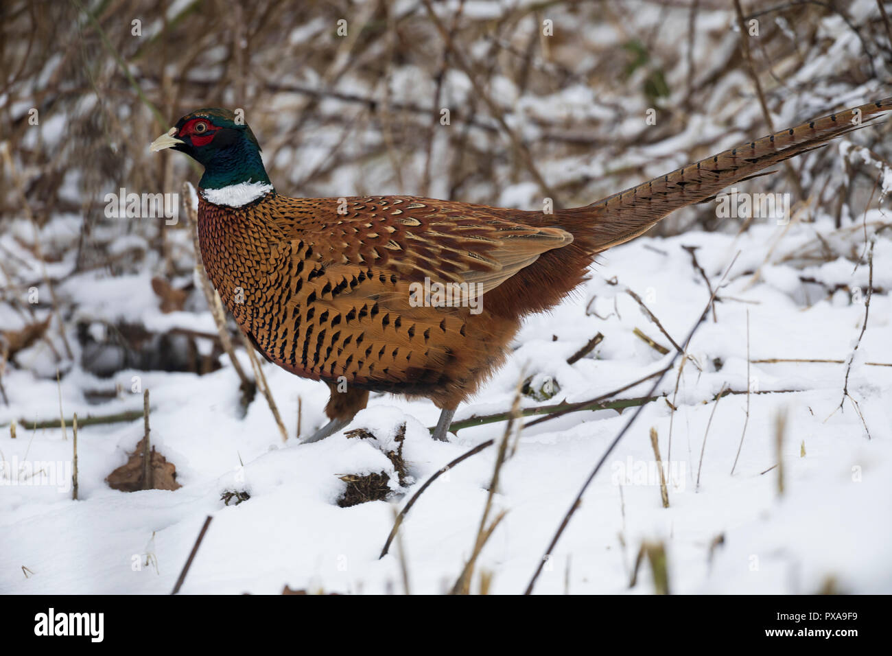 Fasan, Jagdfasan, Jagd-Fasan, Männchen im Schnee, Hahn, Phasianus colchicus, comune, fagiano fagiano, maschio, anello colli, fagiano Le Faisan de Colch Foto Stock