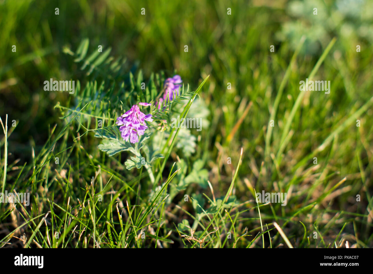 Foto futuristico di Prato clary (Salvia pratensis) in fiore, su uno sfondo di erba verde. Foto Stock