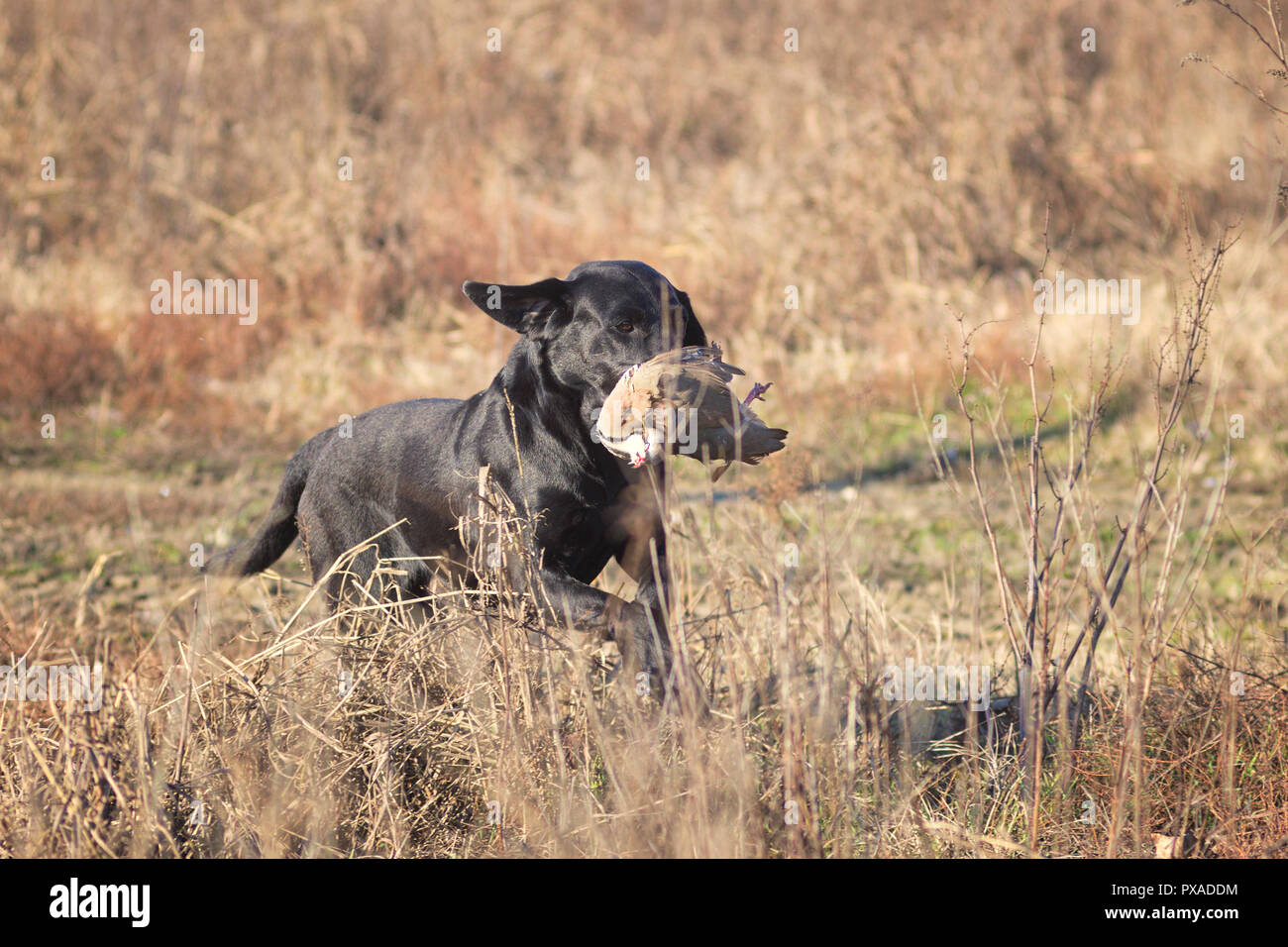 Il Labrador nero a recupero di gioco durante il 2018 documentalisti italiani campionato Foto Stock