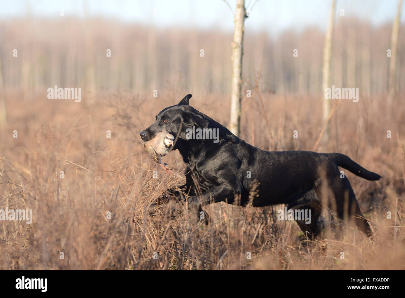 Il Labrador nero è il recupero di gioco durante il 2018 documentalisti italiani campionato Foto Stock