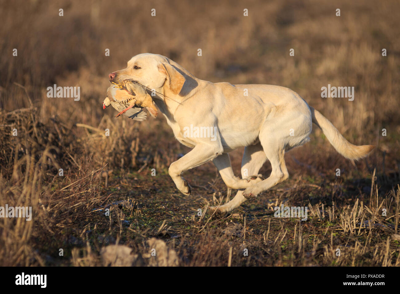 Giallo Labrador Retriever tornando al gestore con gioco durante il 2018 documentalisti italiani campionato Foto Stock