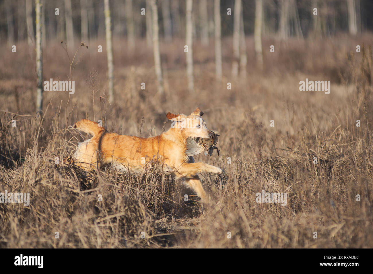 Il Golden Retriever esecuzione veloce attraverso l'erba durante il 2018 documentalisti italiani campionato Foto Stock
