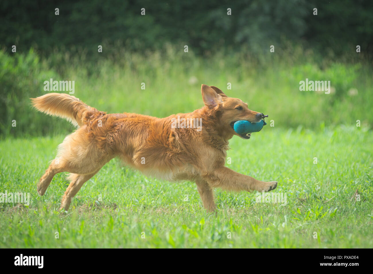 Happy golden retriever dummy recupero durante il 2018 IWT in Molinella, Italia Foto Stock