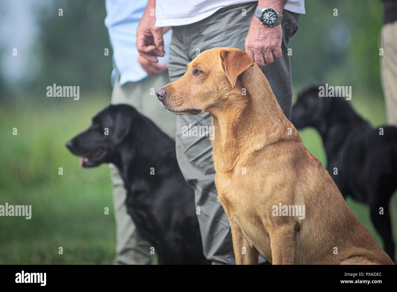 Red Fox Labrador Retriever e, dietro, due gatti neri tutti in attesa in linea Foto Stock