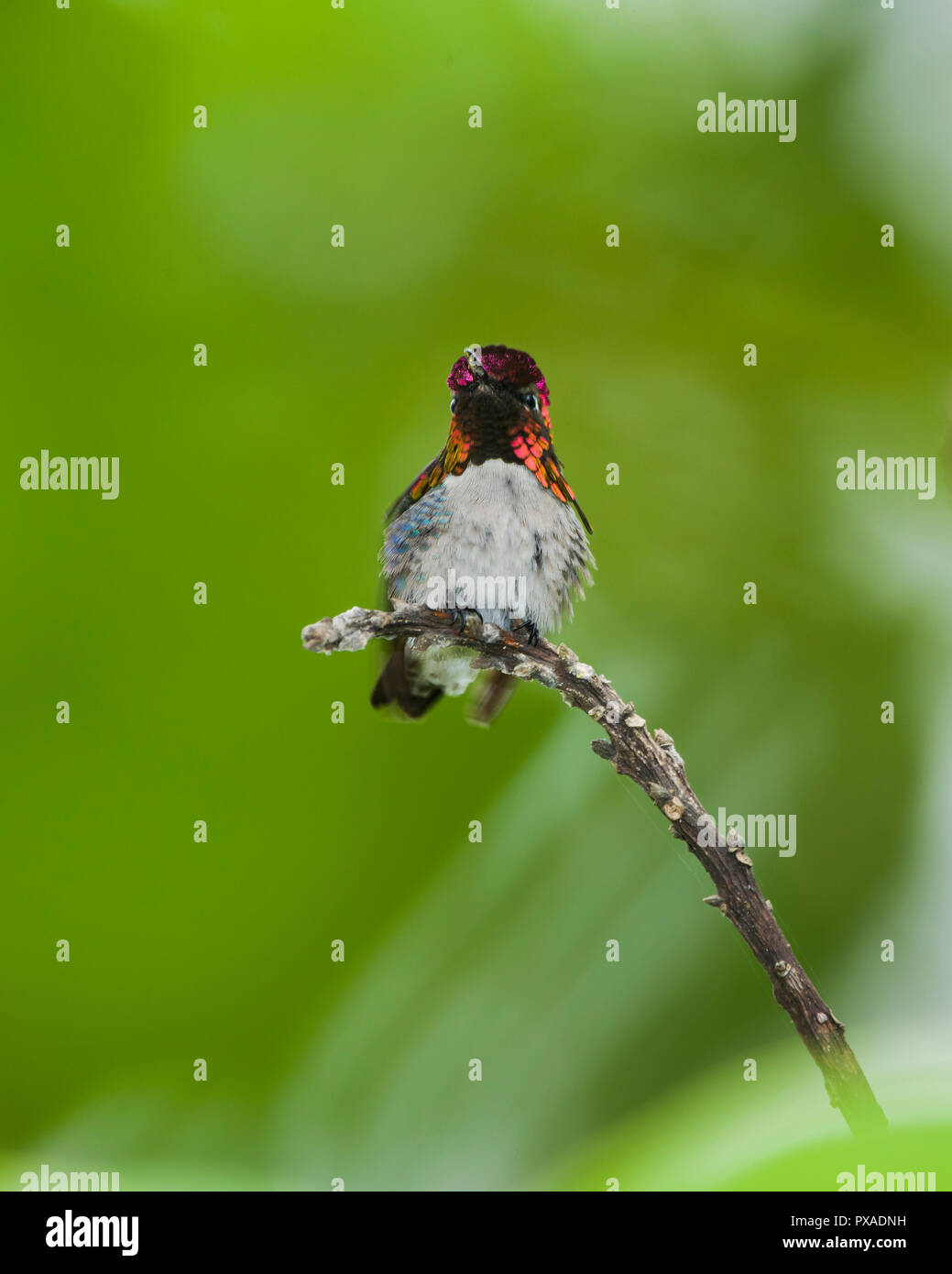 Bee Hummingbird (Mellisuga helenae), maschio, appollaiato. Cuba Foto Stock