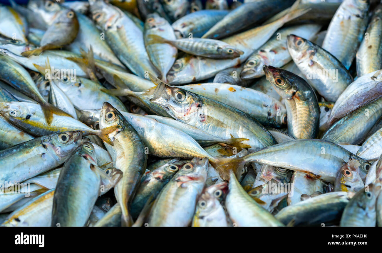 Pesce fresco dopo la pesca sono negoziate nei mercati del pesce. Questa specie di pesci che vivono nelle acque del centro e sud est del Vietnam Red snapper Foto Stock