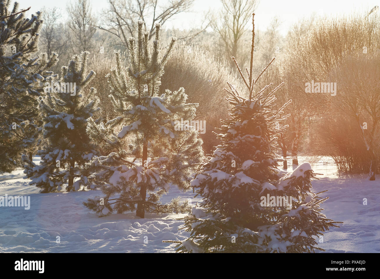 Gruppo di alberi di pino sulla giornata di sole stare tutti in coperta di neve Foto Stock