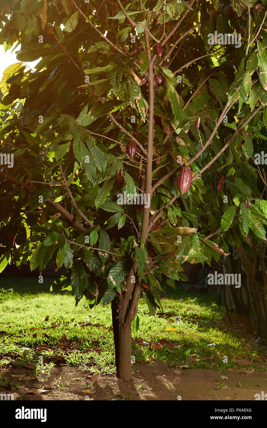 Albero di cacao in piantagione sfondo sulla giornata di sole Foto Stock
