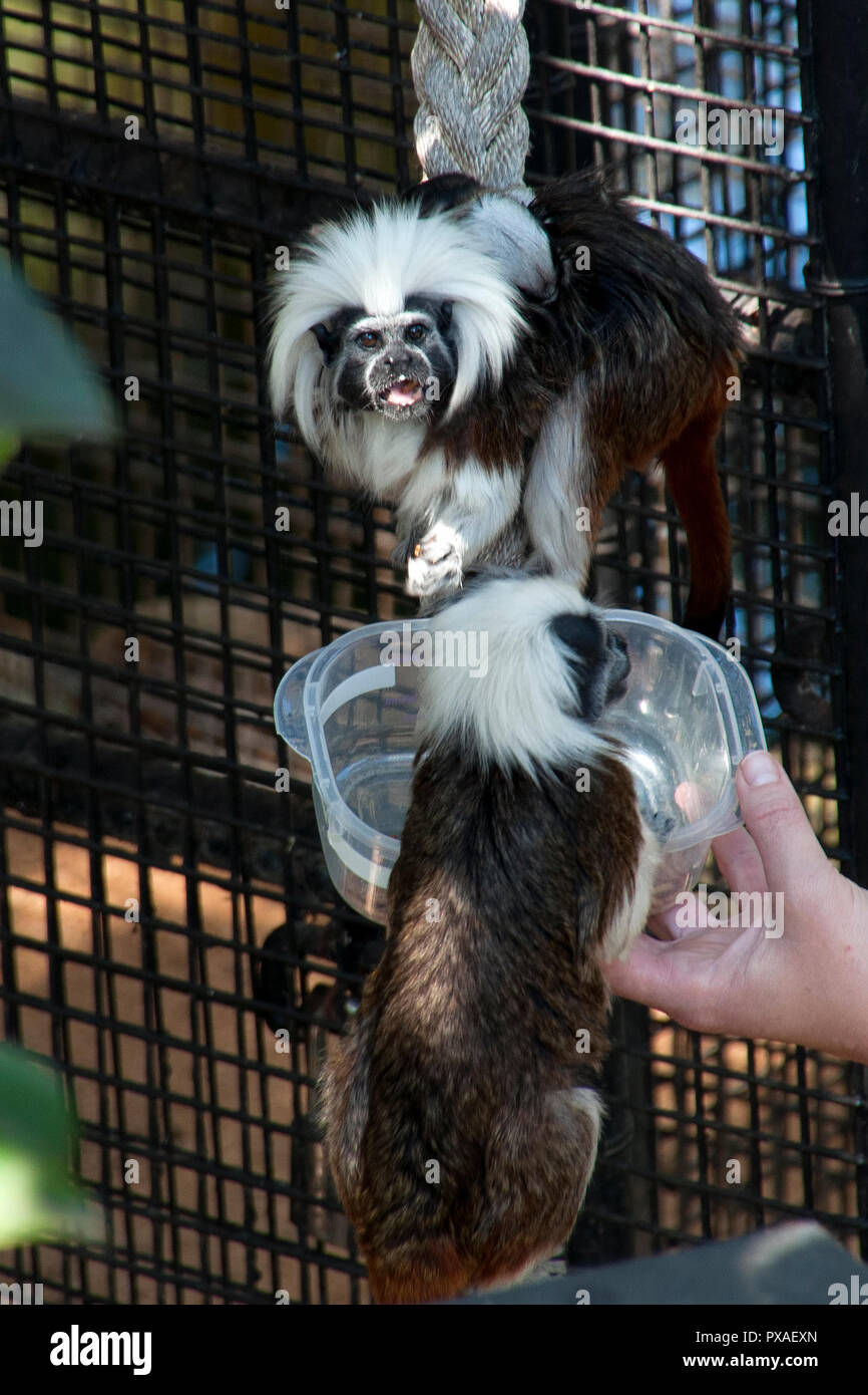 Sydney Australia, cotone-top tamarin scimmie in cattività Foto Stock