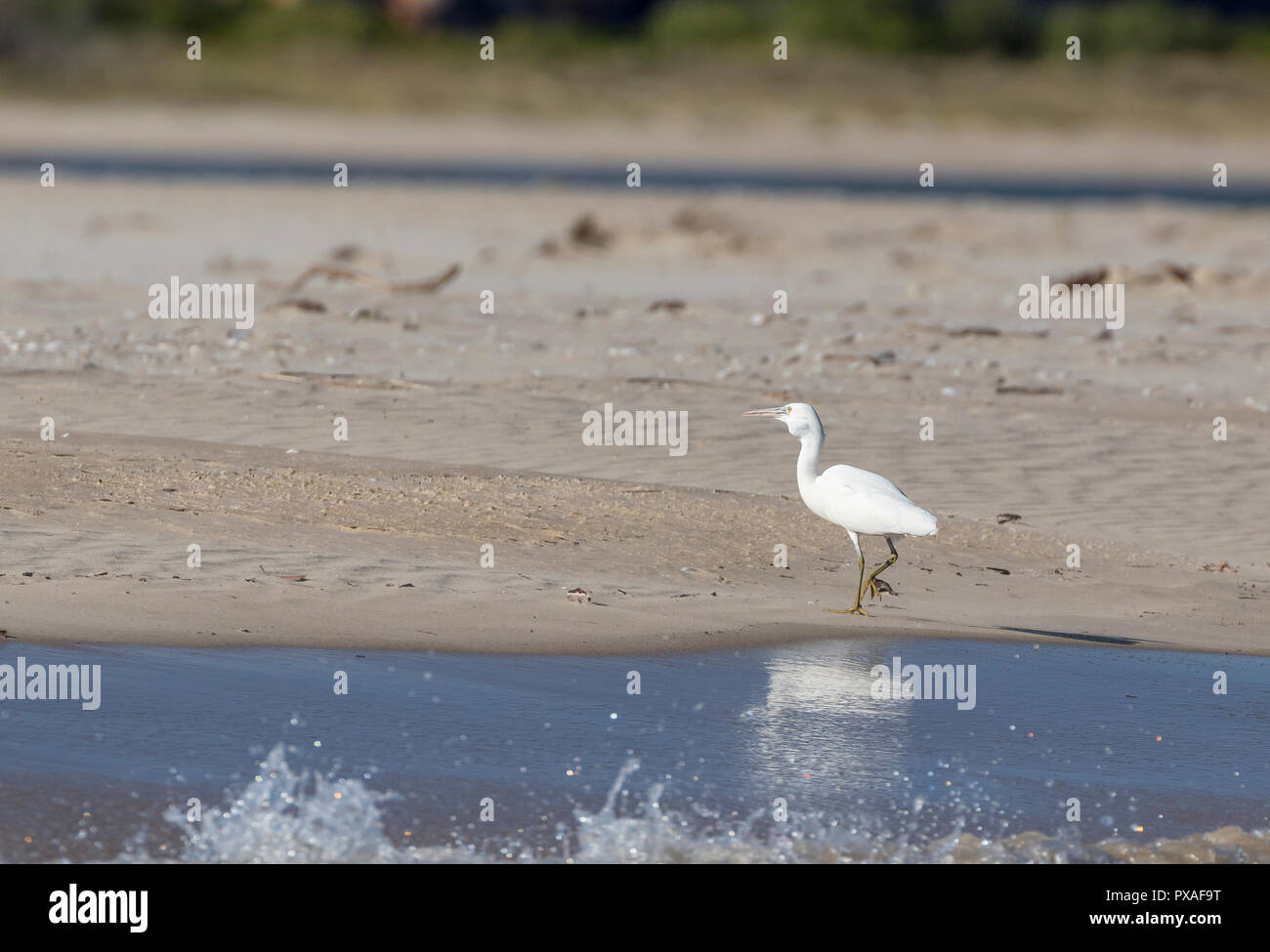 Scogliera orientale garzetta ingestione di cibo sulla spiaggia del re George River, Australia occidentale Foto Stock