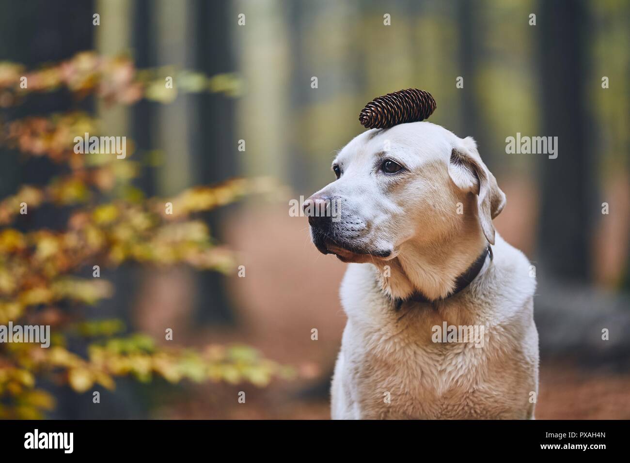 Cane in autunno foresta. Divertente ritratto di labrador retriever con cono di pino sulla testa. Foto Stock