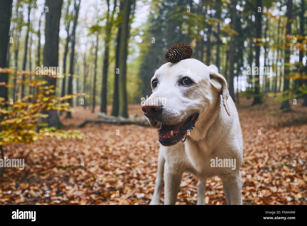 Cane in autunno foresta. Divertente ritratto di labrador retriever con cono di pino sulla testa. Foto Stock