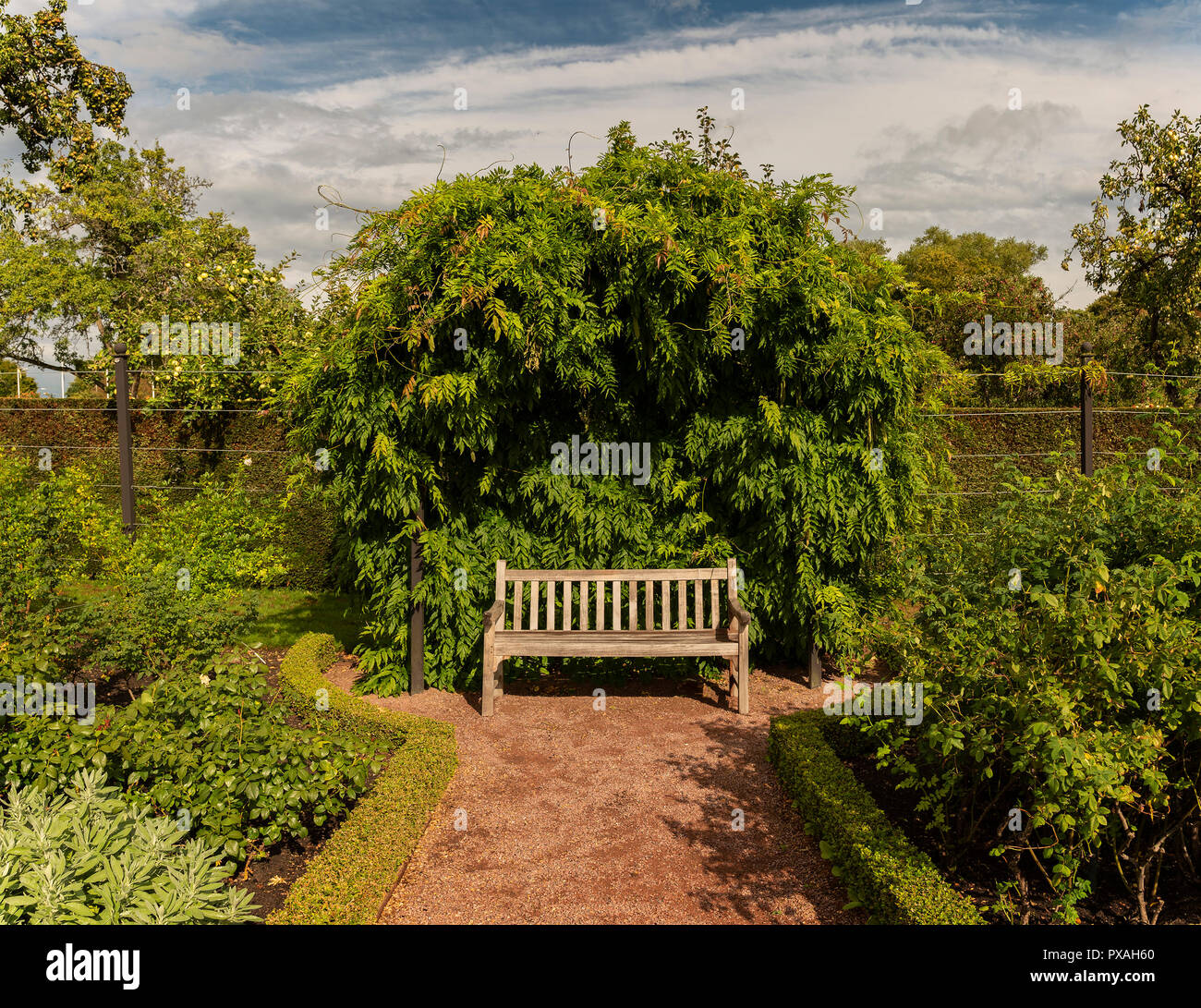 Giardino in legno panchina nel verde e lussureggiante giardino paesaggistico. Foto Stock