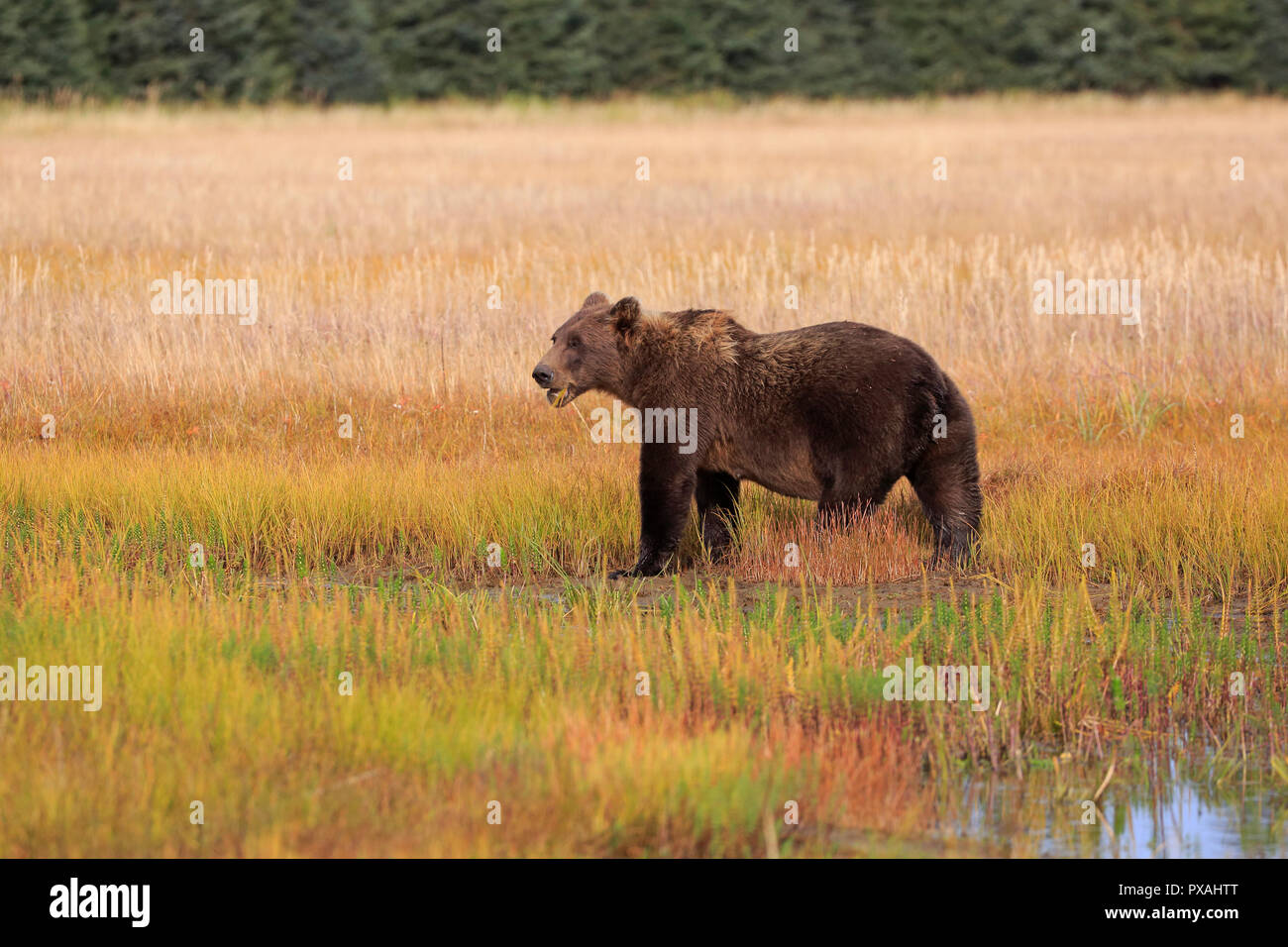 Femmina di orso bruno al Salmone Argento Lodge Lark Clark parco nazionale di Alaska Foto Stock