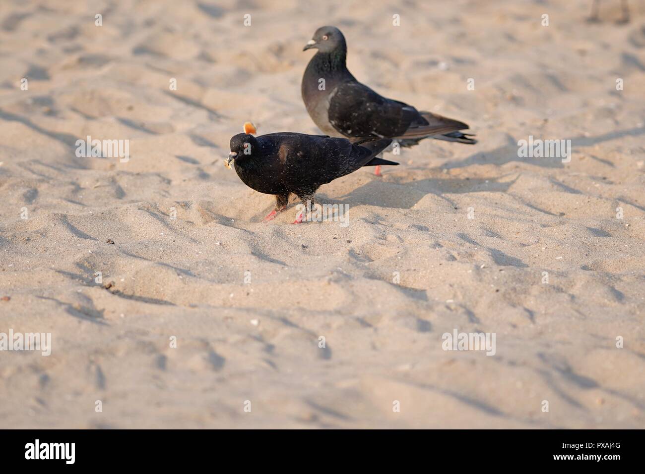 Gli uccelli sulla spiaggia Foto Stock