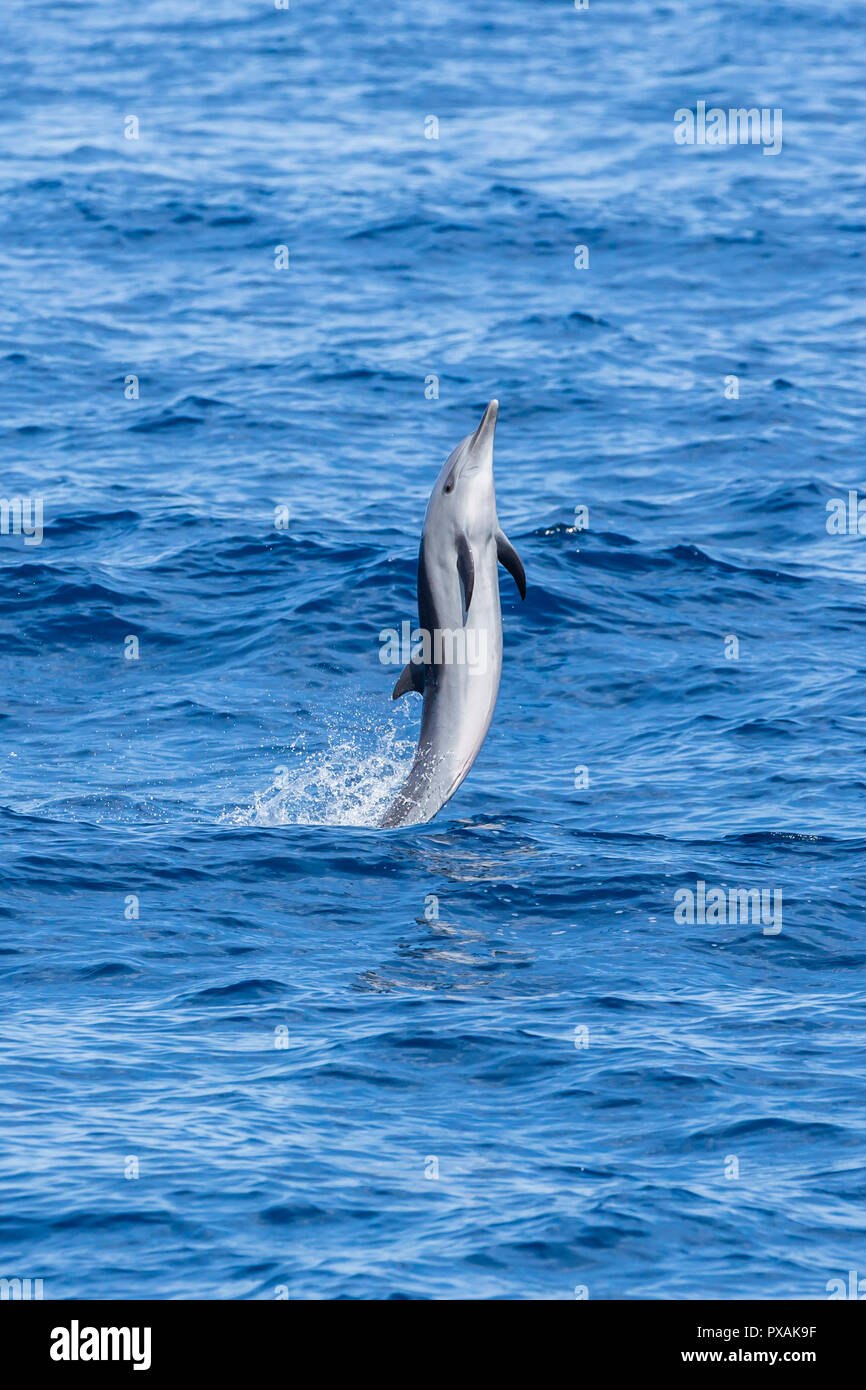 Pantropical Spotted Dolphin (Stenella attenuata) salta fuori la costa orientale di Taiwan Foto Stock