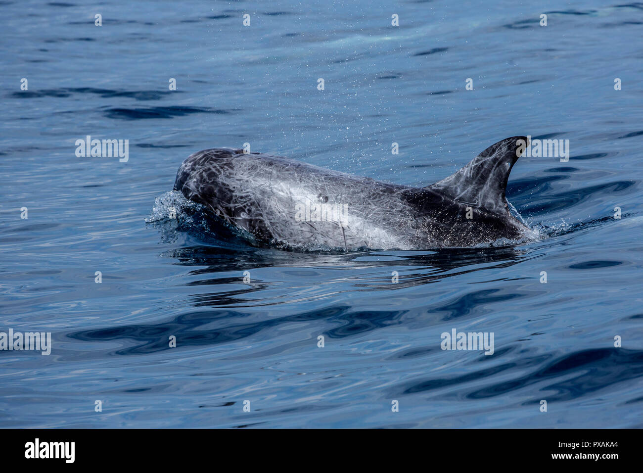 Risso delfini (Grampus griseus), di solito si verificano in un piccolo contenitore, che si trova al largo della costa orientale del Taiwan Foto Stock