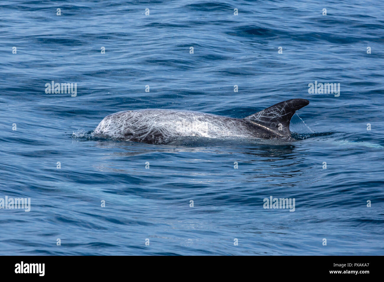 Risso delfini (Grampus griseus), di solito si verificano in un piccolo contenitore, che si trova al largo della costa orientale del Taiwan Foto Stock