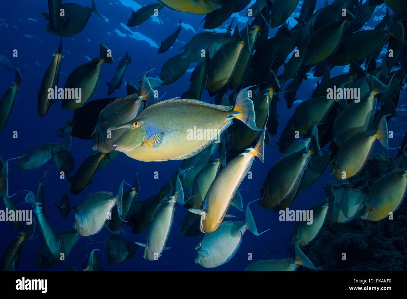 Scuola Grande di Bluespine unicornfish (Naso unicornis) nuoto subacqueo di distanza con un pesce rivolta verso e guardando la telecamera. Foto Stock