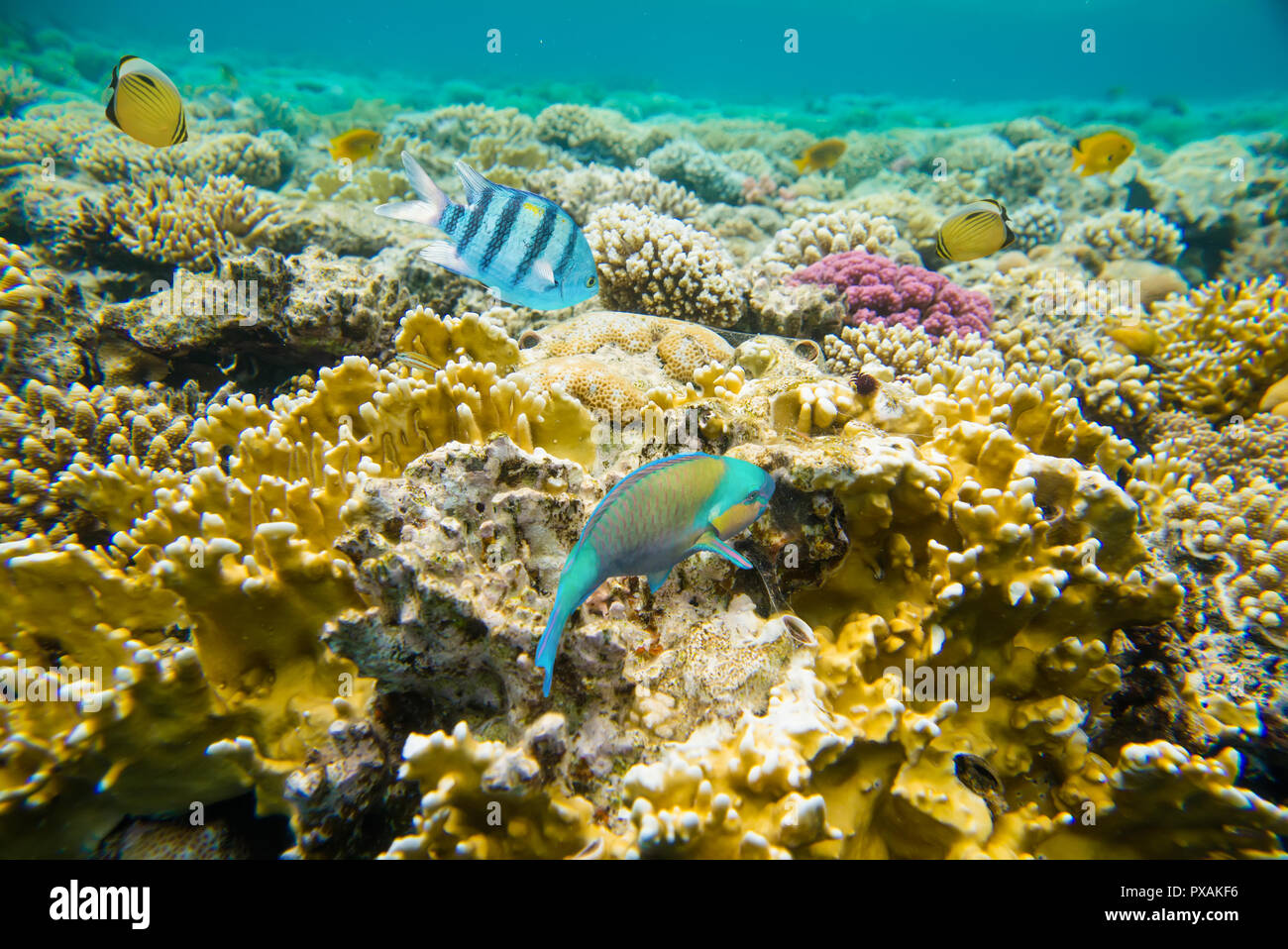 Coral reef del Mar Rosso Foto Stock