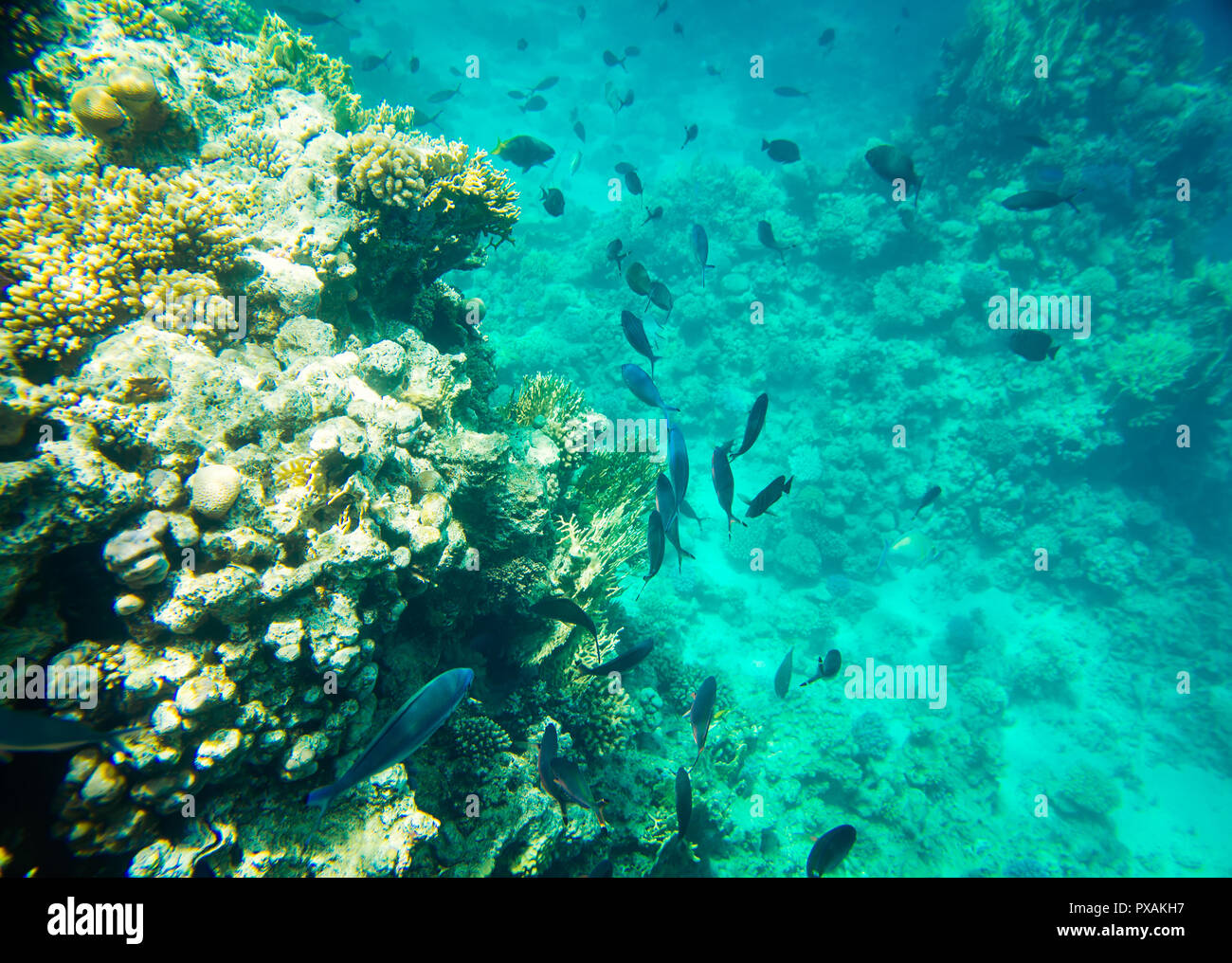 Coral reef del Mar Rosso Foto Stock