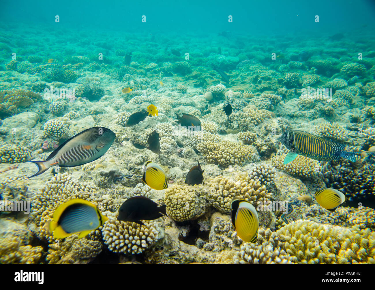 Coral reef del Mar Rosso Foto Stock