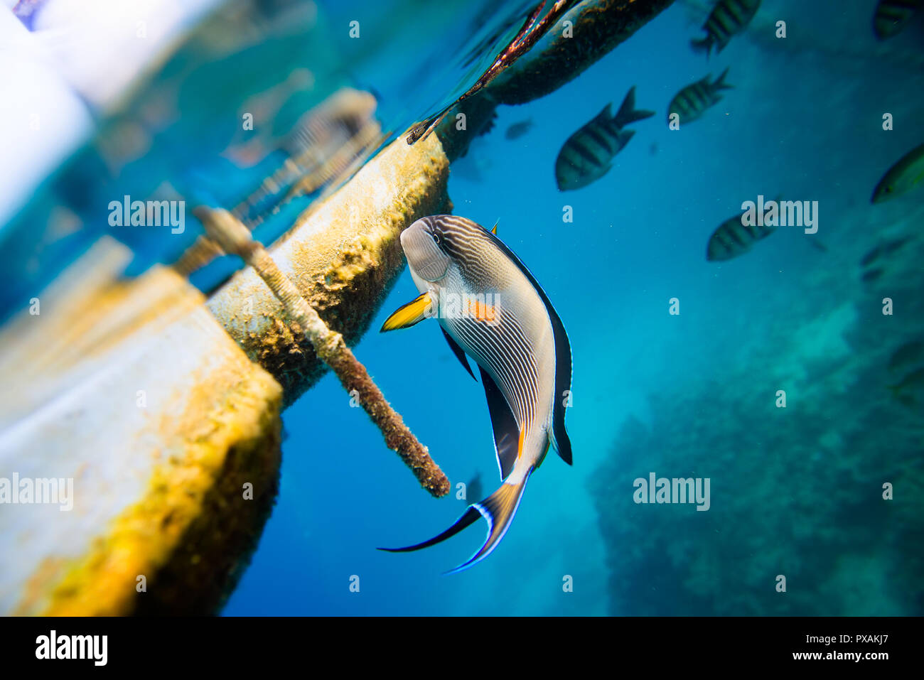 Bel pesce mangia Foto Stock