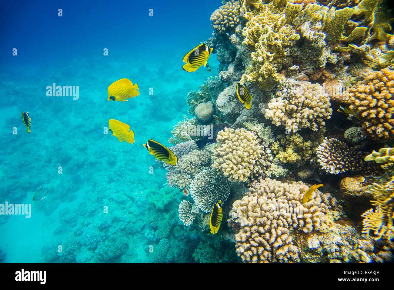 Coral reef del Mar Rosso Foto Stock