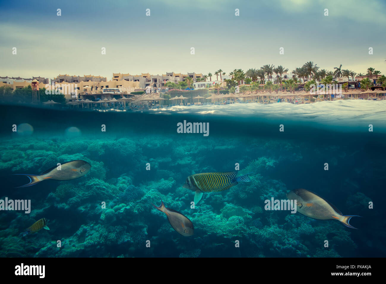 Coral reef del Mar Rosso Foto Stock