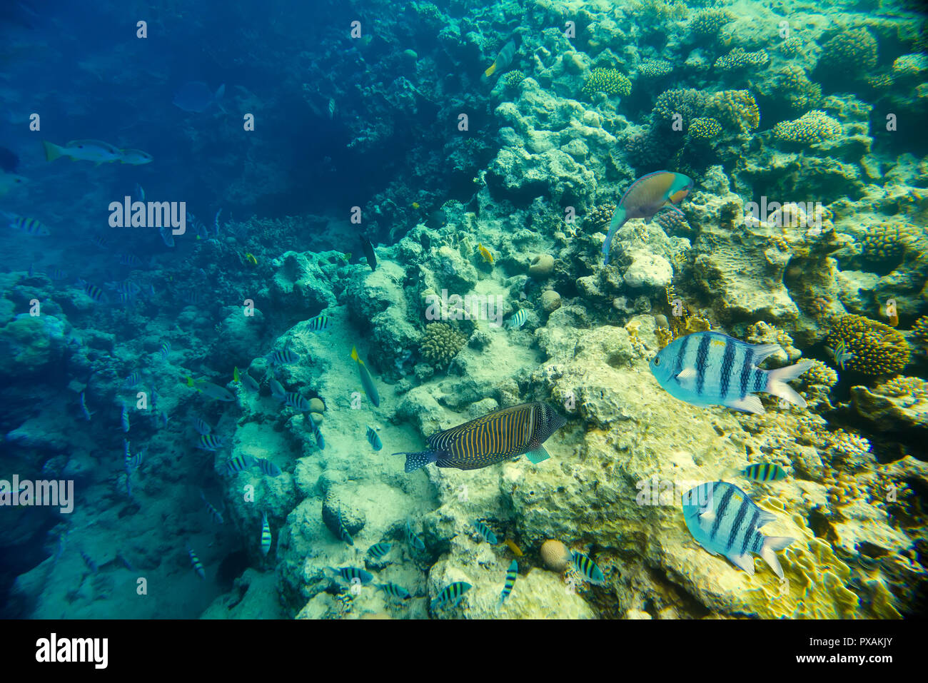 Coral reef del Mar Rosso Foto Stock