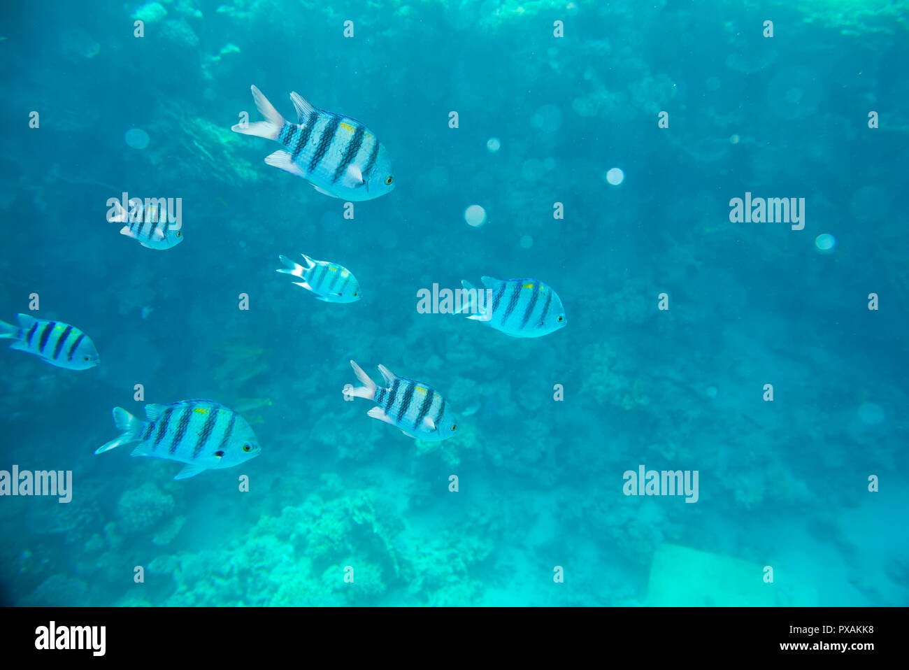 Coral reef del Mar Rosso Foto Stock