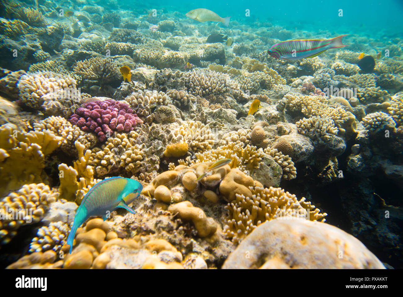 Coral reef del Mar Rosso Foto Stock