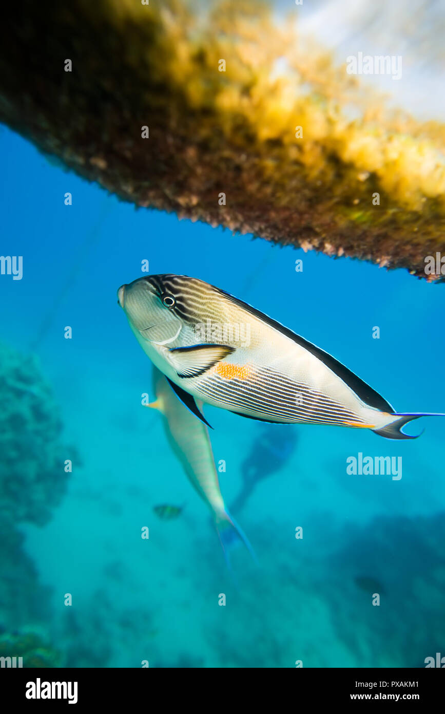 Coral reef del Mar Rosso Foto Stock