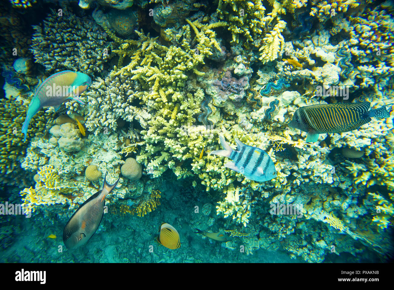 Coral reef del Mar Rosso Foto Stock