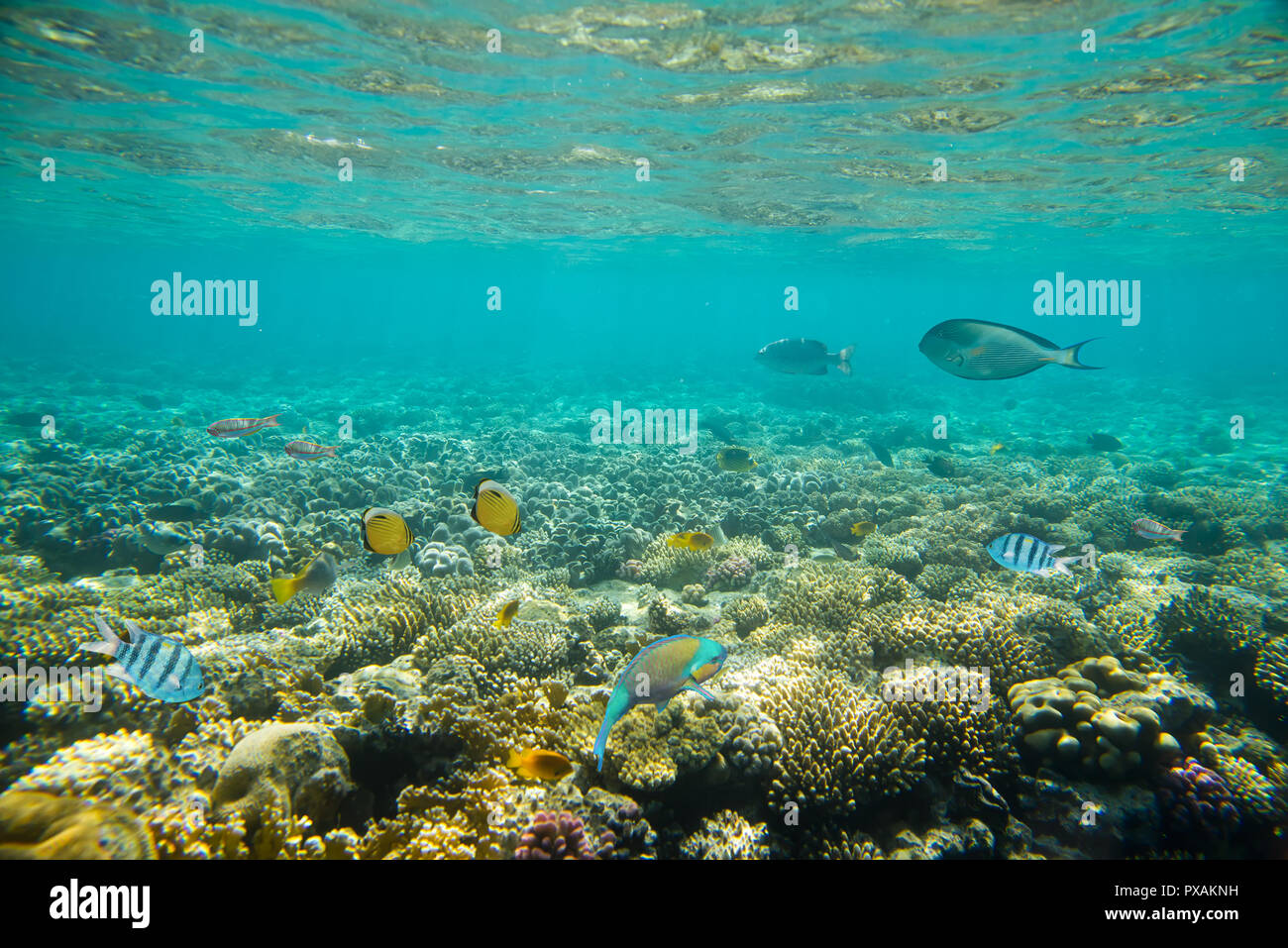 Coral reef del Mar Rosso Foto Stock