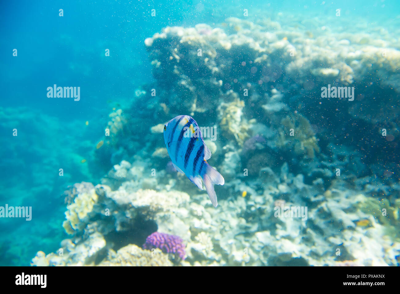 Coral reef del Mar Rosso Foto Stock
