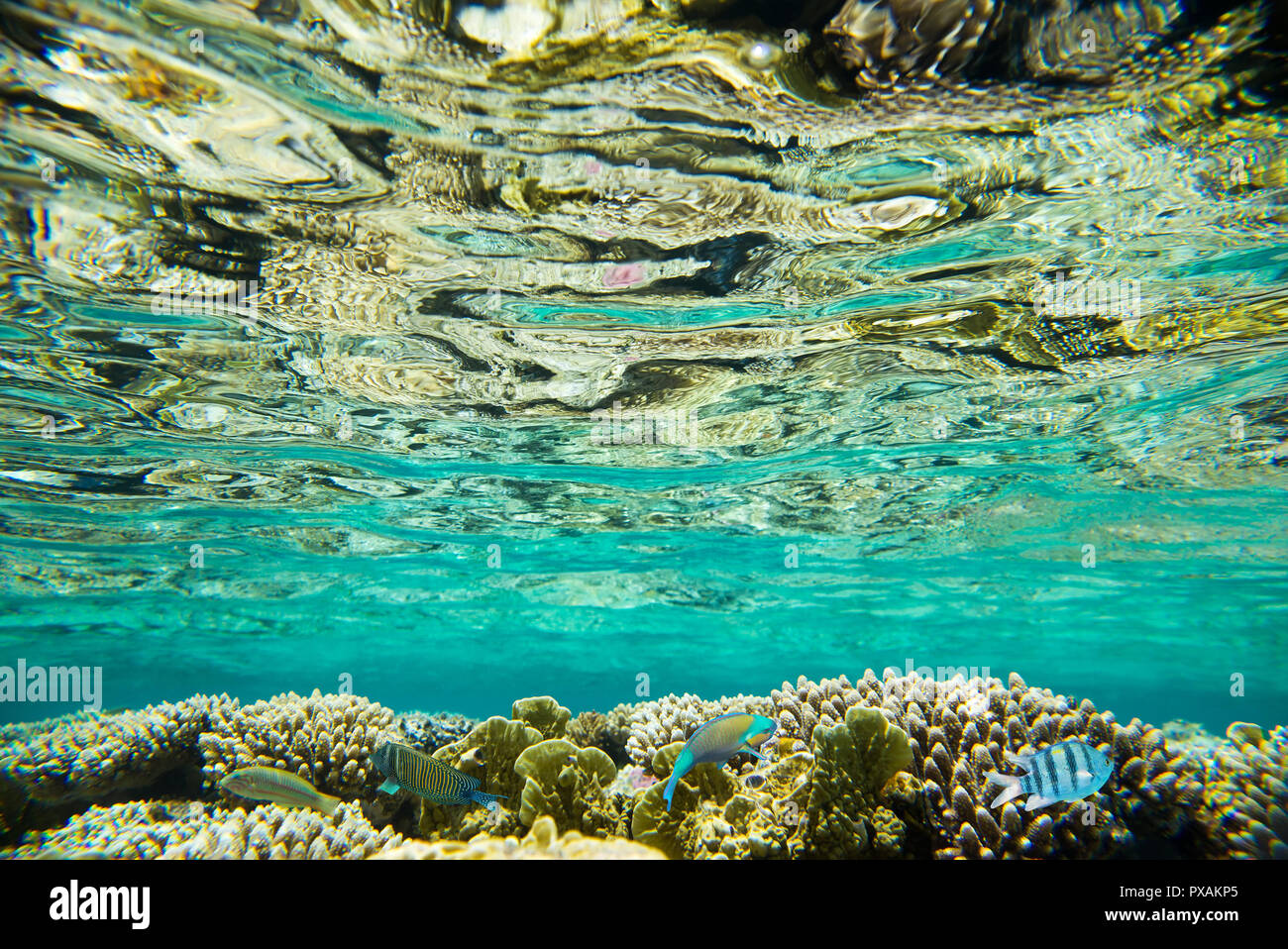 Coral reef del Mar Rosso Foto Stock
